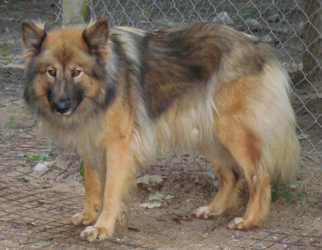 NATIVE AMERICAN SHEPHERD SIRES & DAMS - MAJESTIC VIEW KENNELS ...