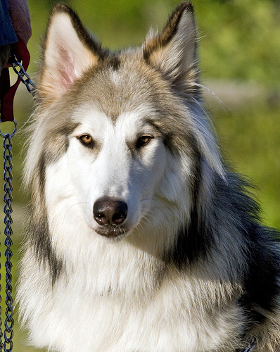 native american indian dog breeders