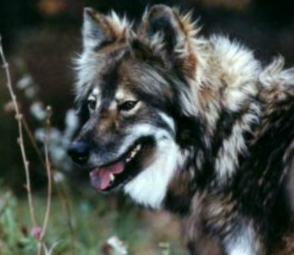 native american indian dog